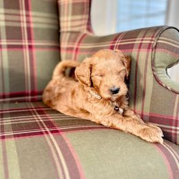 Goldendoodles and Poodles from Blue Mountain Family Doodles of Virginia