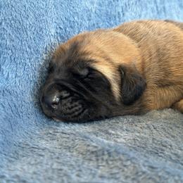Irma - Fawn female Mastiff puppy in Wewoka, Oklahoma from P Diamond Mastiffs