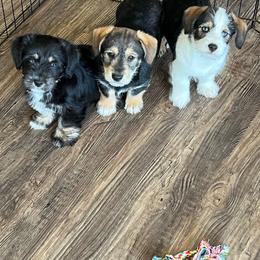 Pembroke Welsh Corgi puppies from Johnson Family Paws