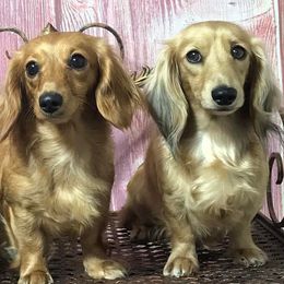 Dachshunds from Bloomingtails Doxies