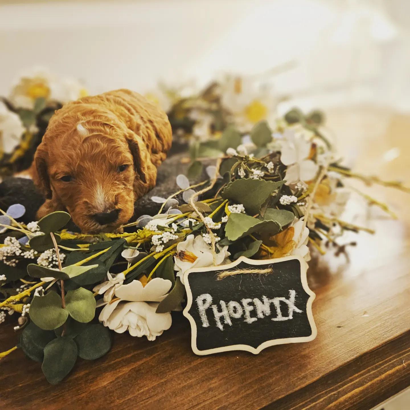 Woodland Creek Goldendoodles in South Carolina Goldendoodle puppies