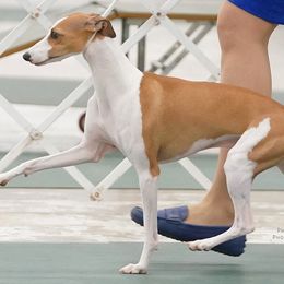 Mike - Italian Greyhound