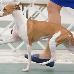 Mike - Italian Greyhound