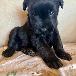Girl 1 - Black female Giant Schnauzer puppy in Sedalia, Missouri from Valour's Giants