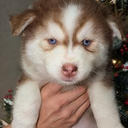 Rusty - Red and white male Pomsky puppy in Spring Hill, Florida from www.PuppyTimeEmporium.com