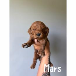 Mars - Red  male Goldendoodle puppy in Smithfield, Kentucky from KBK9 Kennels