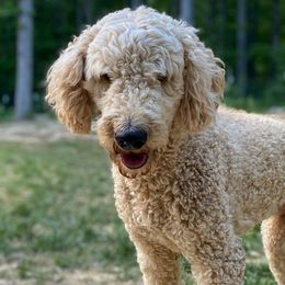 Goldendoodles from Doodlemates