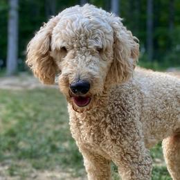 Goldendoodles from Doodlemates