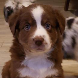 Girl 1 - Red tri-color Australian Shepherd puppy in Plymouth, Maine from Aussiewaymini