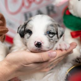Cosmos - Blue merle male Border Collie puppy in Conway, Missouri from 2J 2K Border Collies | Maremma Sheepdogs
