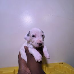 Boy 6 - White and black Dalmatian puppy in Virginia from Andersons Toy Box LLC