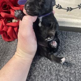 Purple - Black and silver female Miniature Schnauzer puppy in Parker, Pennsylvania from TJ's Silver Paws Miniature Schnauzers