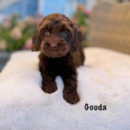 Gouda - Chocolate female Australian Labradoodle puppy in Morgan Hill, California from Loving Labradoodles