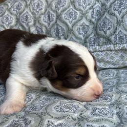 Loralei - Red tri-color female Australian Shepherd puppy in Grants Pass, Oregon from Carmel Mountain Aussies