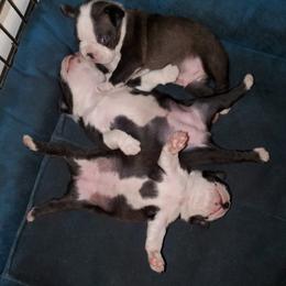 Boston Terrier Puppies from I Love Pups