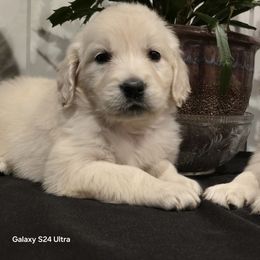 Boy 7 - Light golden male Golden Retriever puppy in Marysville, Washington from Alpine Valley Ranch-European English Cream Golden Retriever