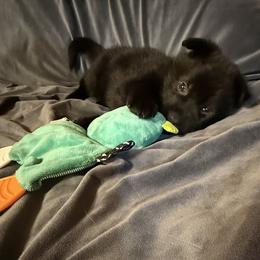 Light blue collar - Black female German Shepherd puppy in Andalusia, Alabama from Keisha's German Shepherds