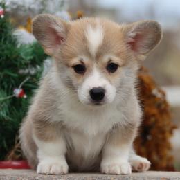 Gator - Red male Pembroke Welsh Corgi puppy in Pollock, Missouri from Northstar