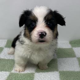 Hubble (fluffy) - Black and tan male American Corgi puppy in Waco, Texas from The Comma Corgis