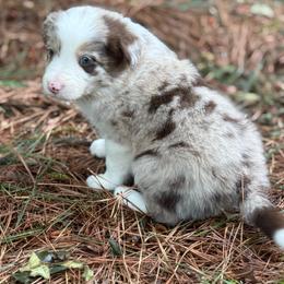 Red Merle - Red merle male Border Collie puppy in Nashville, Arkansas from Whisenhunt Farms