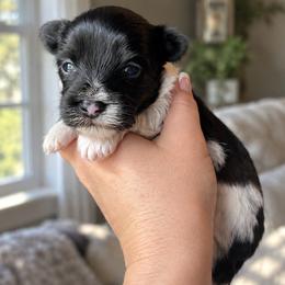 Male 1 - Light Blue - Parti male Yorkshire Terrier puppy in Phil Campbell, Alabama from MagnoliaYorkies