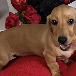 Red smooth boy 1 - Red male Dachshund puppy in Jackson, Mississippi from Doxies Galore