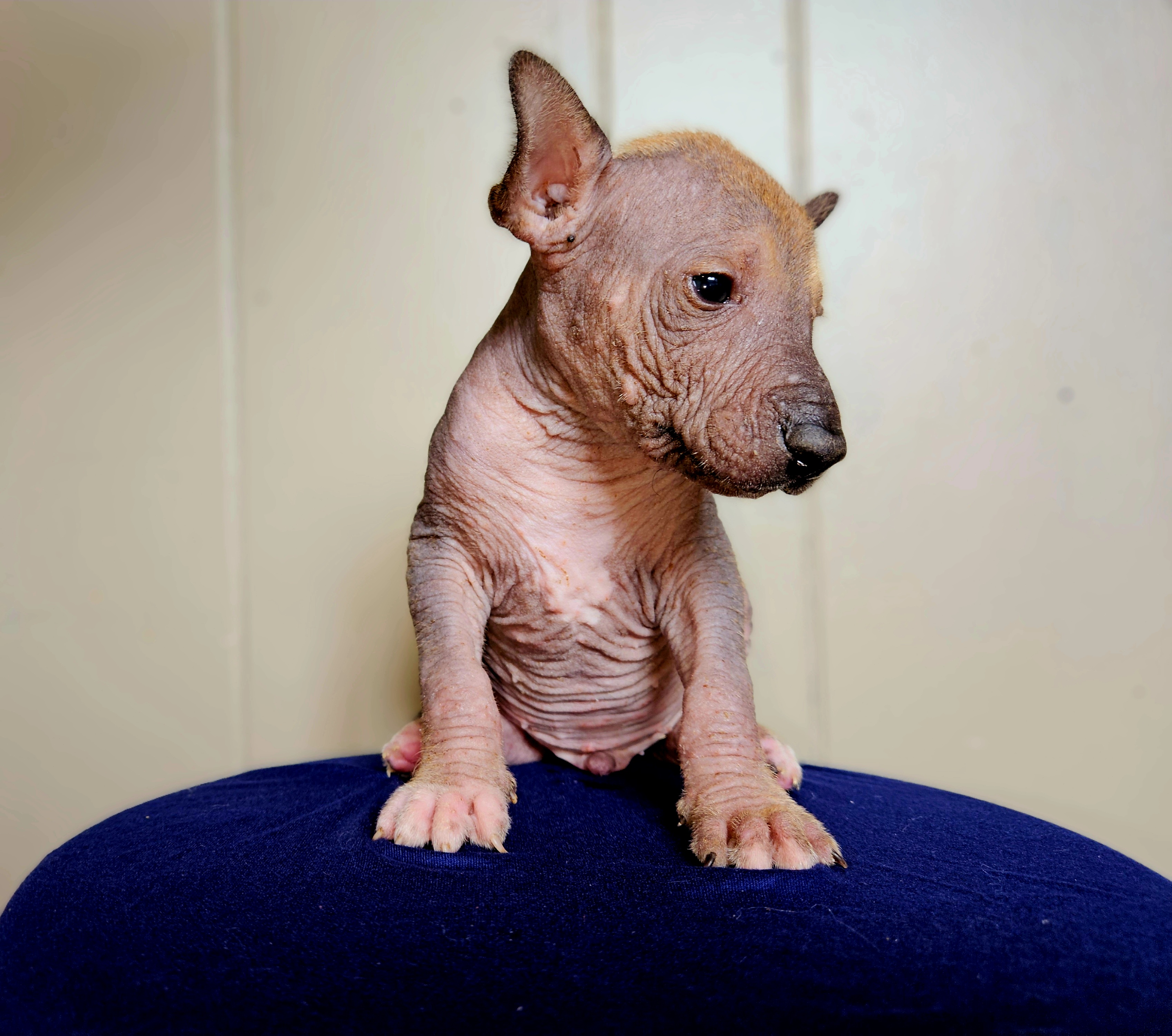 Xoloitzcuintli Puppies from Experience The Wild