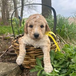 St. Claire - Cream female Goldendoodle puppy in Denison, Iowa from Violet View Iowa Goldendoodles