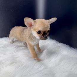 Ranger - Fawn brindled black male Chihuahua puppy in Simpsonville, South Carolina from N&T's Chihuahuas