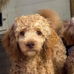 Abigail - Poodle