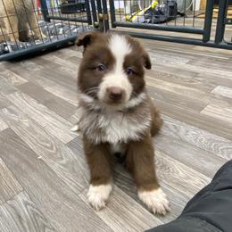 Red collar - Panda male German Shepherd puppy in Pelham, North Carolina from P & P Shepherds
