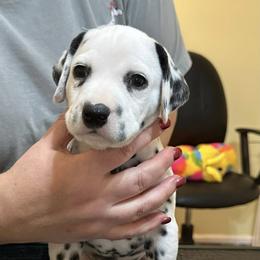 Giles - White and black male Dalmatian puppy in New Jersey from Prestige Dalmatians