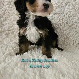 Boy 3 - Tri-color male Bernedoodle puppy in Schertz, Texas from Kat's Teddydoodles