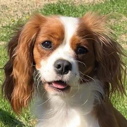 Cavalier King Charles Spaniels from Christy’s Cavaliers, King Charles spaniels