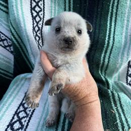 Boy 4 - Blue male Australian Cattle Dog puppy in Cottage Grove, Oregon from Heirloom Ranch