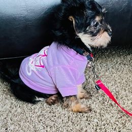 Assorted Doodle Crosses, Double Doodle, Maltipoo, Morkie, and Yorkipoo Puppies from Danza Bolo