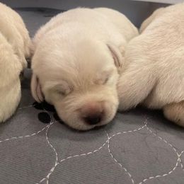 Boy 3 - Yellow male Labrador Retriever puppy in Hutto, Texas from Texas Bluebonnet Labs