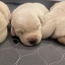 Boy 3 - Yellow male Labrador Retriever puppy in Hutto, Texas from Texas Bluebonnet Labs