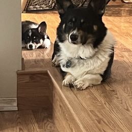 Chase - Pembroke Welsh Corgi