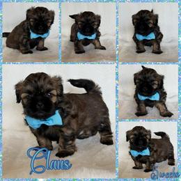 Claus - Sable male Shih Tzu puppy in Yelm, Washington from Lala's All Star Shih Tzu