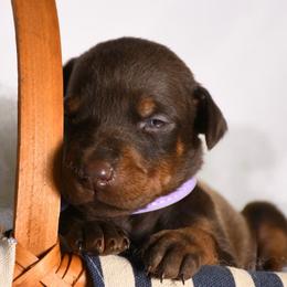 Liberty - Red and rust female Doberman Pinscher puppy in Overton, Texas from Obsidian Kennel