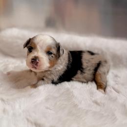 Girl 1 - Blue merle female Miniature Australian Shepherd puppy in Dayton, Washington from Rafter 22 Aussies
