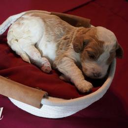 Girl 2 - female Bernedoodle puppy in Pauls Valley, Oklahoma from Daisy’s Doodles