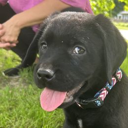 Labrador Retrievers from Marsh Land Labs LLC