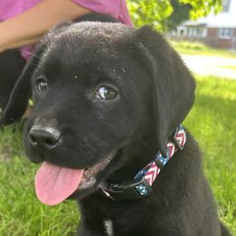 Labrador Retrievers from Marsh Land Labs LLC