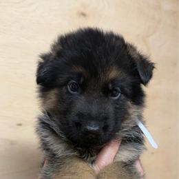 White collar - Black and red male German Shepherd puppy in Pana, Illinois from von Fenja German Shepherd Dogs