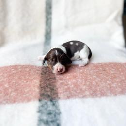Ruby (longhaired choc pi) - Piebald female Dachshund puppy in Salters, South Carolina from Long-Pine Dachshund
