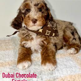 Dubai Chocolate - Merle Chocolate Tuxedo - Merle female Australian Labradoodle puppy in Beecher, Illinois from Erica’s Doodles