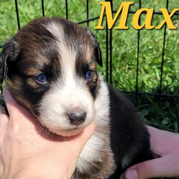 Australian Shepherd Puppies from Copperline Aussies