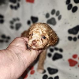 Ranger - Apricot male Poodle puppy in Attleboro, Massachusetts from Treasured Hearts Chihuahuas and Toy/mini poodles